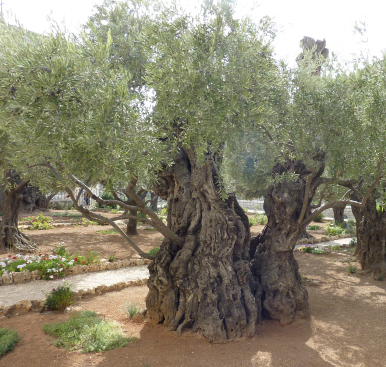 Allegory of the Olive Tree - Teaching Children the Gospel